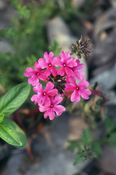 Růžové Květy Rozmazaném Pozadí Zblízka — Stock fotografie