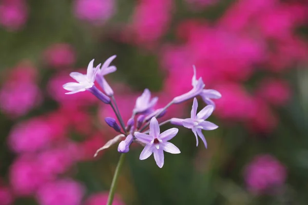 Frische Blumen Aus Nächster Nähe — Stockfoto