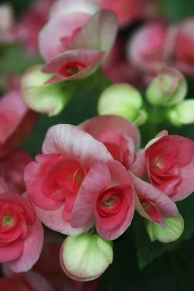 Pink Flowers Blurred Background Close View — Stock Photo, Image