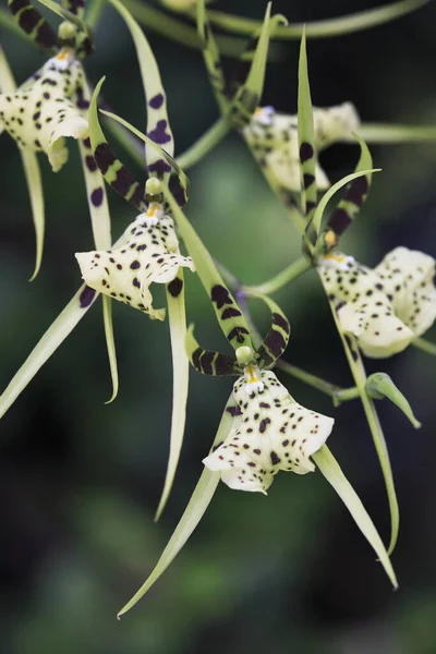 Biała Orchidea Widok Bliska — Zdjęcie stockowe