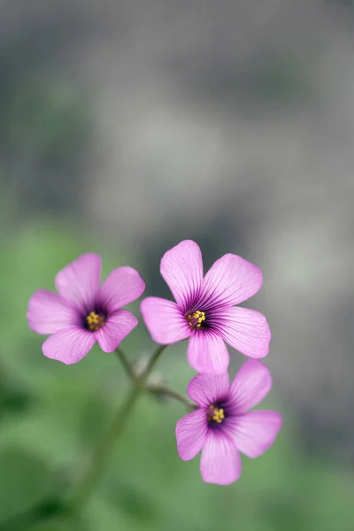 Růžové Květiny Close Pohled — Stock fotografie