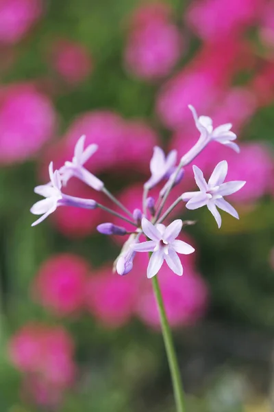 Blumen Auf Verschwommenem Hintergrund Nahaufnahme — Stockfoto