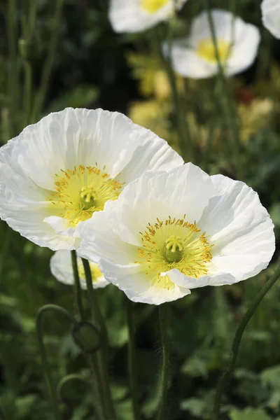 冰岛罂粟 Papaver Nudicaule — 图库照片