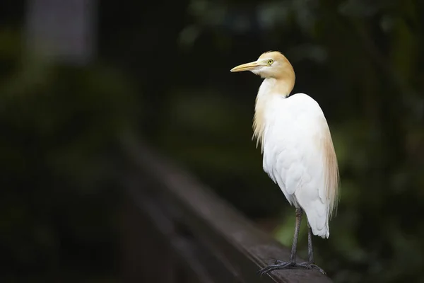 Side view shot of a cattle egret