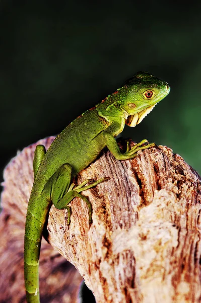 Green Lizard Crawling Branch — Stock Photo, Image