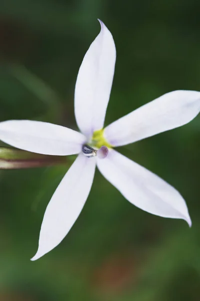 Biały Kwiat Rozmytym Tle Widok Bliska — Zdjęcie stockowe