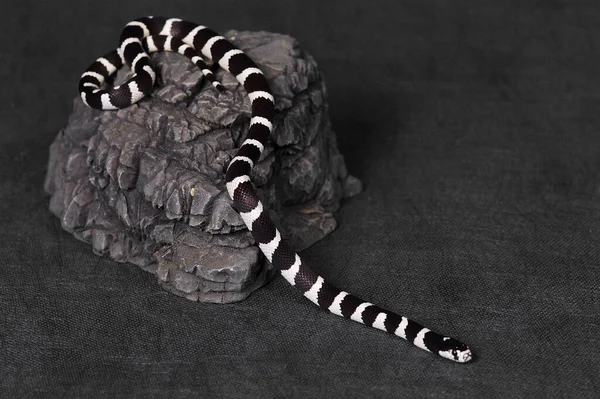 Serpent Noir Blanc Glissant Une Pierre — Photo