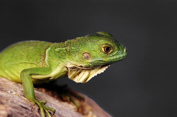 Green Lizard Crawling Branch — Stock Photo, Image