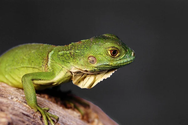 Eine Grüne Eidechse Krabbelt Auf Einem Ast — Stockfoto