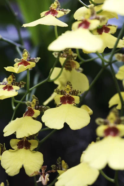 Żółta Orchidea Rozmytym Tle Widok Bliska — Zdjęcie stockowe