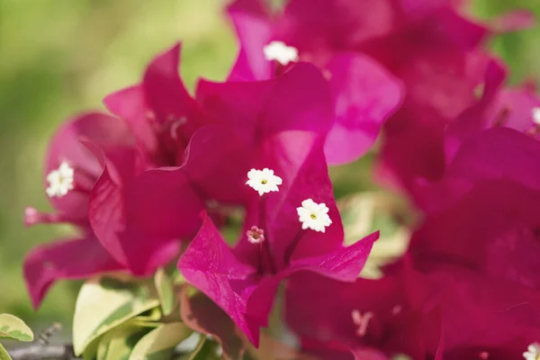 Fuldt Blomstret Bougainvillea Close Visning - Stock-foto