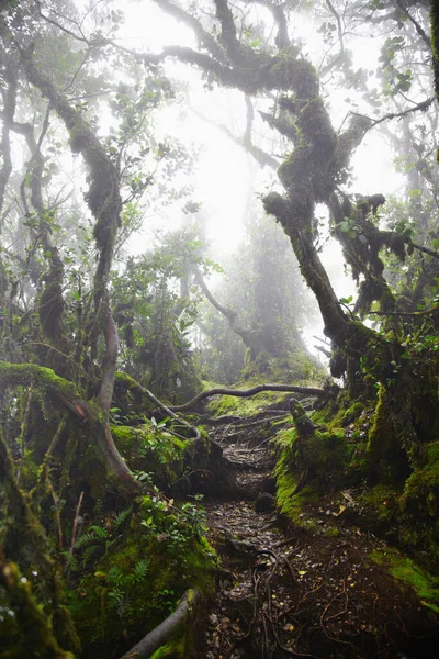 Árvores Uma Floresta — Fotografia de Stock