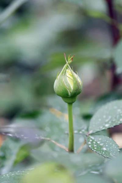 Pączek Kwiatu Rozmytym Tle Widok Bliska — Zdjęcie stockowe