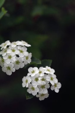beyaz çiçekler yakın plan görünüm