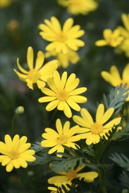 Sarı papatyalar yakın çekim görüntüsü