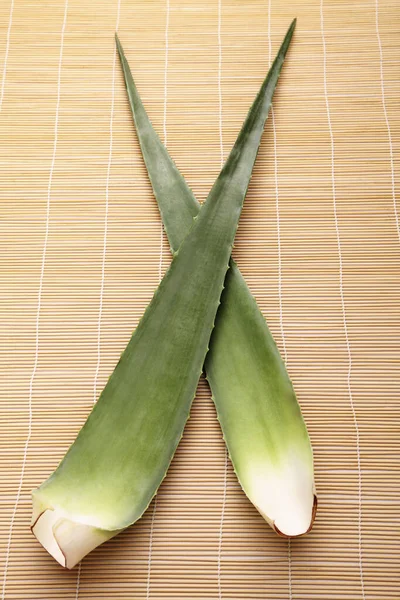 Aloe Vera Blad Mot Vit Bakgrund — Stockfoto