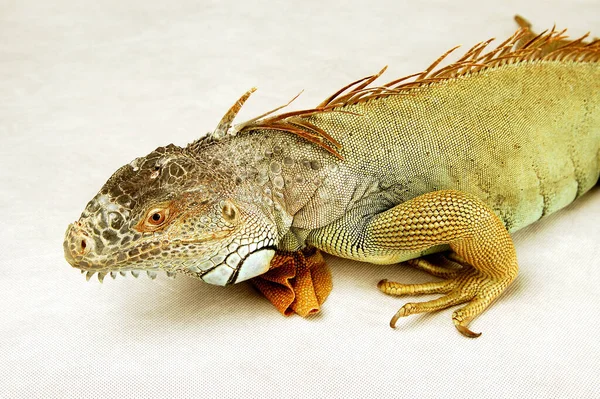 Iguana Crawling Close View — Stock Photo, Image