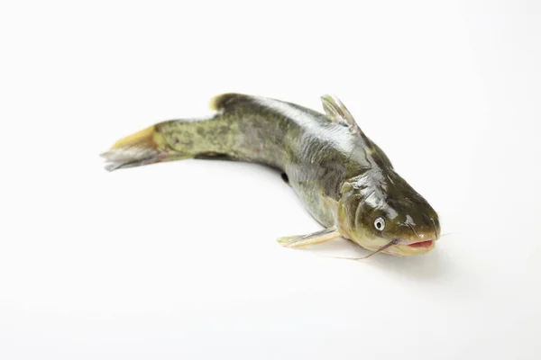 Fisk Mot Vit Bakgrund — Stockfoto