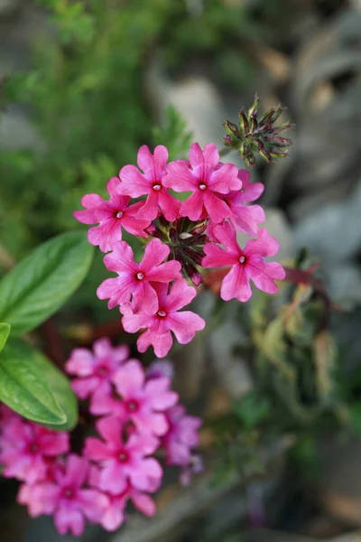 ピンクの花のクローズアップビュー — ストック写真