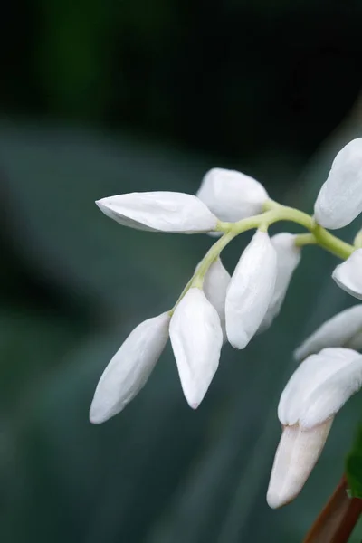 Białe Kwiaty Widok Bliska — Zdjęcie stockowe