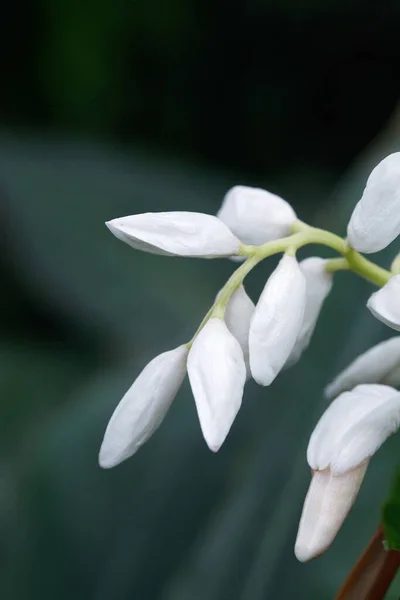 White Flowers Close View — Stock Photo, Image