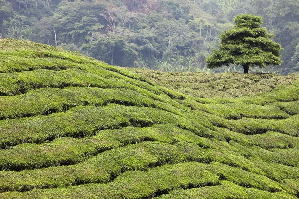 Vista Plantação Chá — Fotografia de Stock