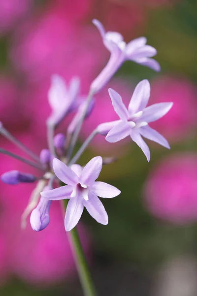 Blumen Auf Verschwommenem Hintergrund Nahaufnahme — Stockfoto