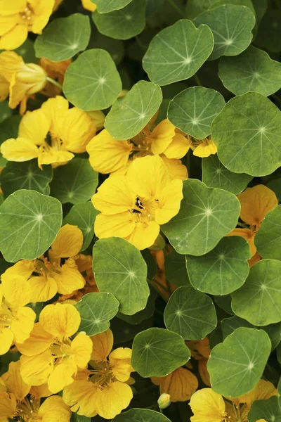 Žluté Květy Mezi Listy — Stock fotografie