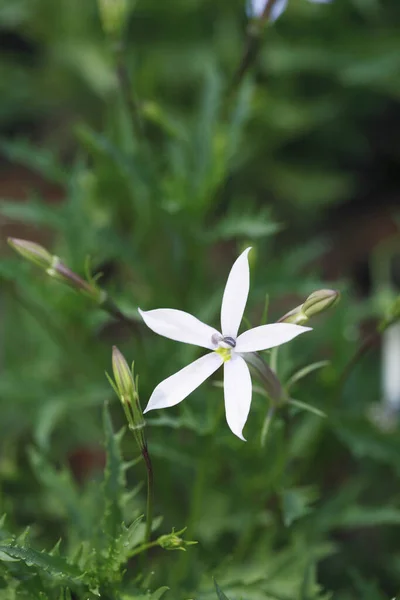 Biały Kwiat Rozmytym Tle Widok Bliska — Zdjęcie stockowe