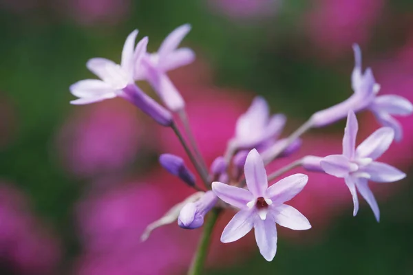 Blumen Auf Verschwommenem Hintergrund Nahaufnahme — Stockfoto