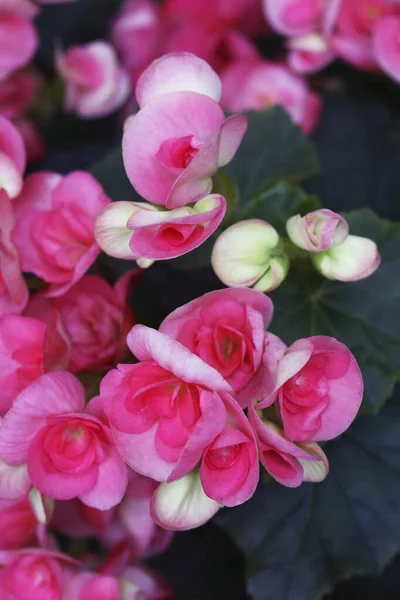 Pink Flowers Close View — Stock Photo, Image