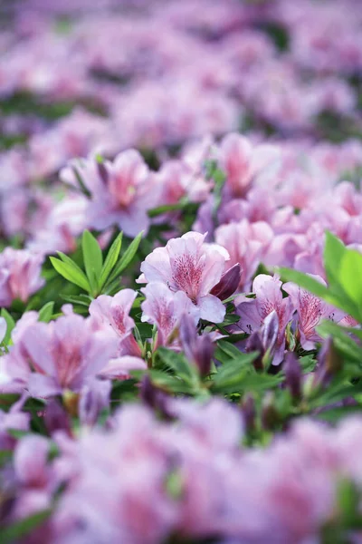 Champ Des Azalées Violettes — Photo