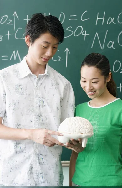 Mahasiswa Yang Mempelajari Model Anatomi Otak Manusia — Stok Foto