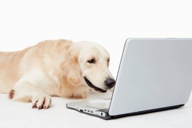Golden retriever köpeği vurmuşlar.
