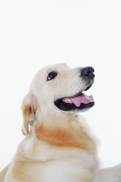 Girato Cane Golden Retriever — Foto Stock