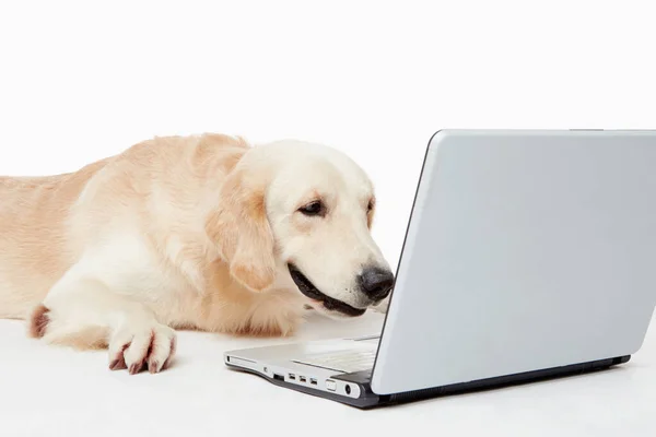 Shot Golden Retriever Dog — Stock Photo, Image