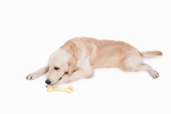 Egy Golden Retriever Kutyáról — Stock Fotó