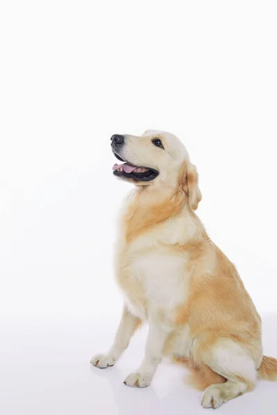 Schuss Eines Golden Retriever Hundes — Stockfoto