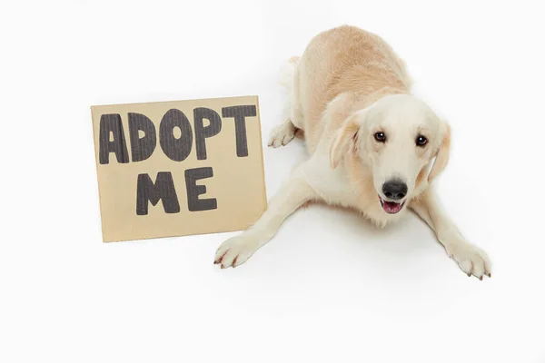 Pies Czeka Adopcję — Zdjęcie stockowe