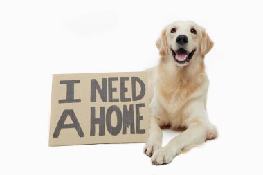 Köpek evlat edinilmeyi bekliyor.