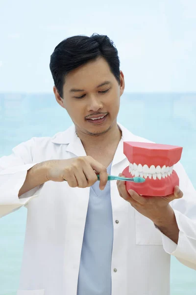 Dentista Mostrando Maneira Correta Escovar Dentes — Fotografia de Stock