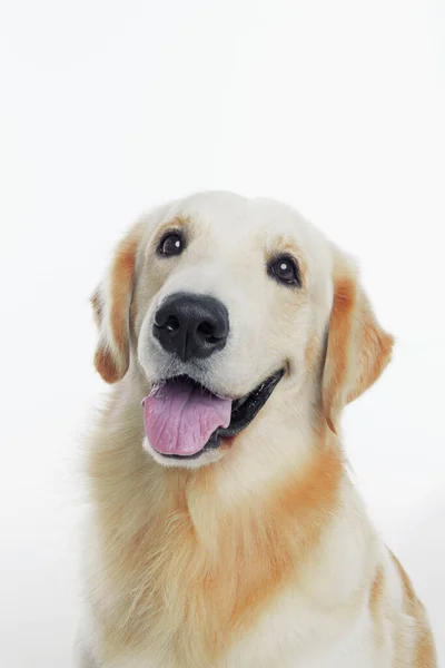 Golden Retriever Köpeği Vurmuşlar — Stok fotoğraf