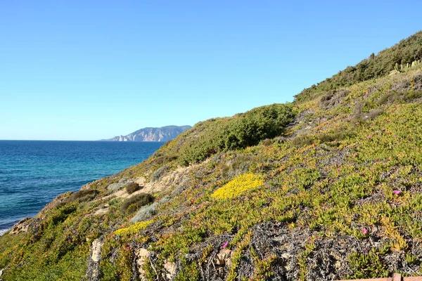 Vegetatie langs de kust — Stockfoto