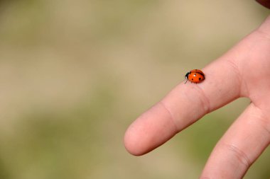 Bir parmak üzerine Ladybug