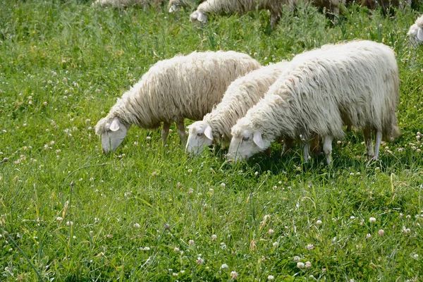 Three white Sheep — Stock Photo, Image