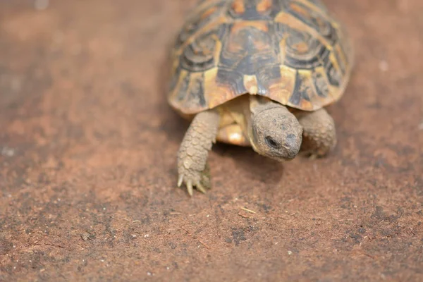 Small Land Turtle Looking His Favorite Food — Stock Photo, Image