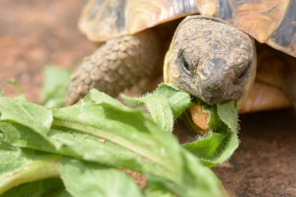 Szczegóły Głowy Małego Żółwia Lądowego Jedzącego Jego Ulubione Jedzenie — Zdjęcie stockowe