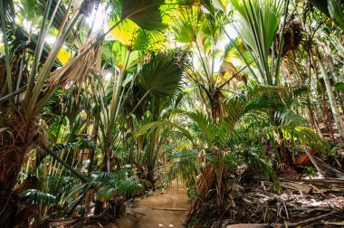 Praslin adasındaki orman.