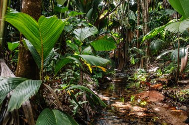 Praslin adasındaki orman.