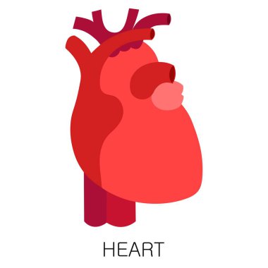 Düz bir kalp simgesi beyaz arkaplanda izole edilmiş. İnsan anatomisi tıbbi organ vektörü